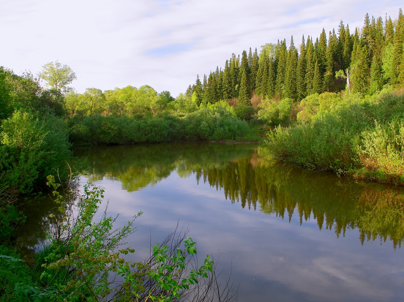 Майский вечер в тайге