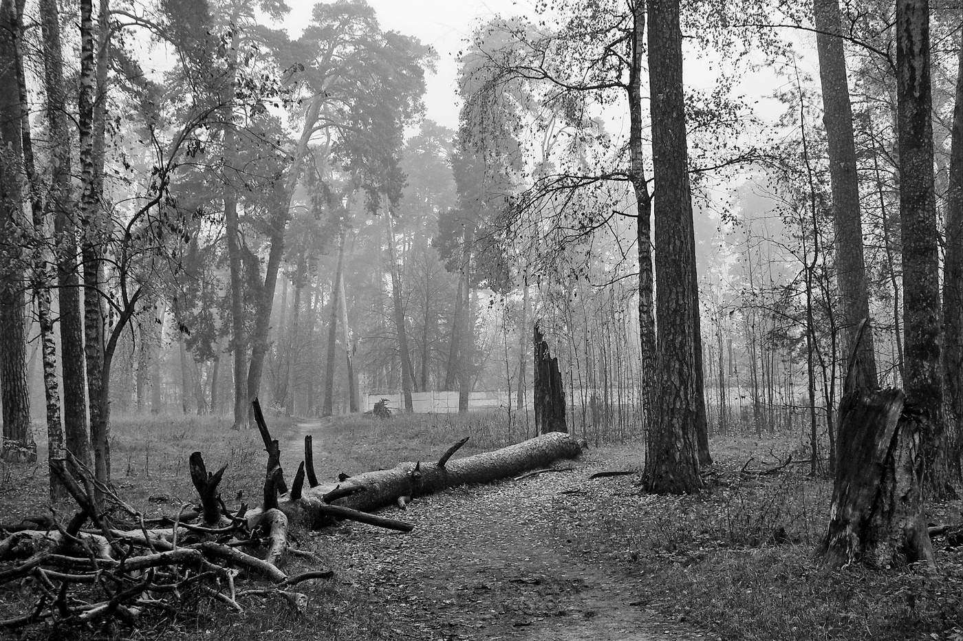 сосновый бор