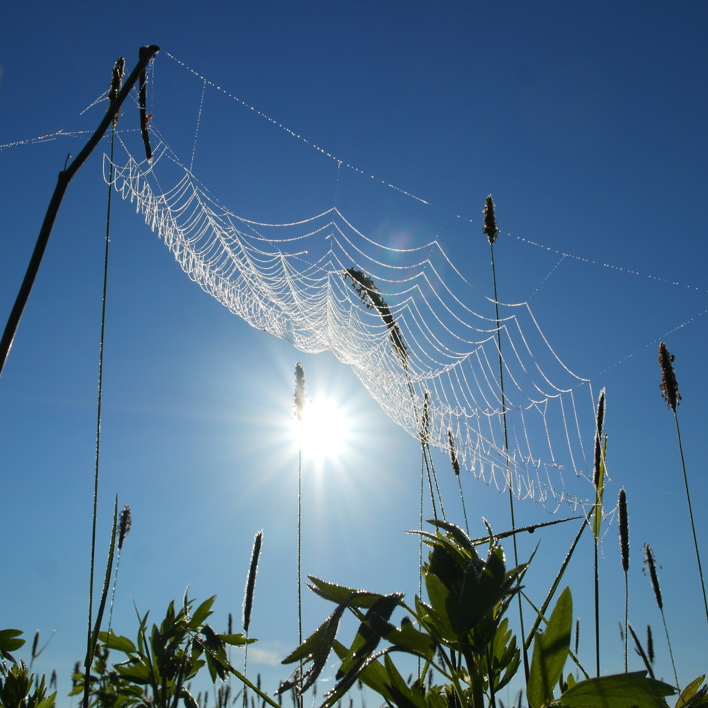 Решил как-то паук Солнце изловить...