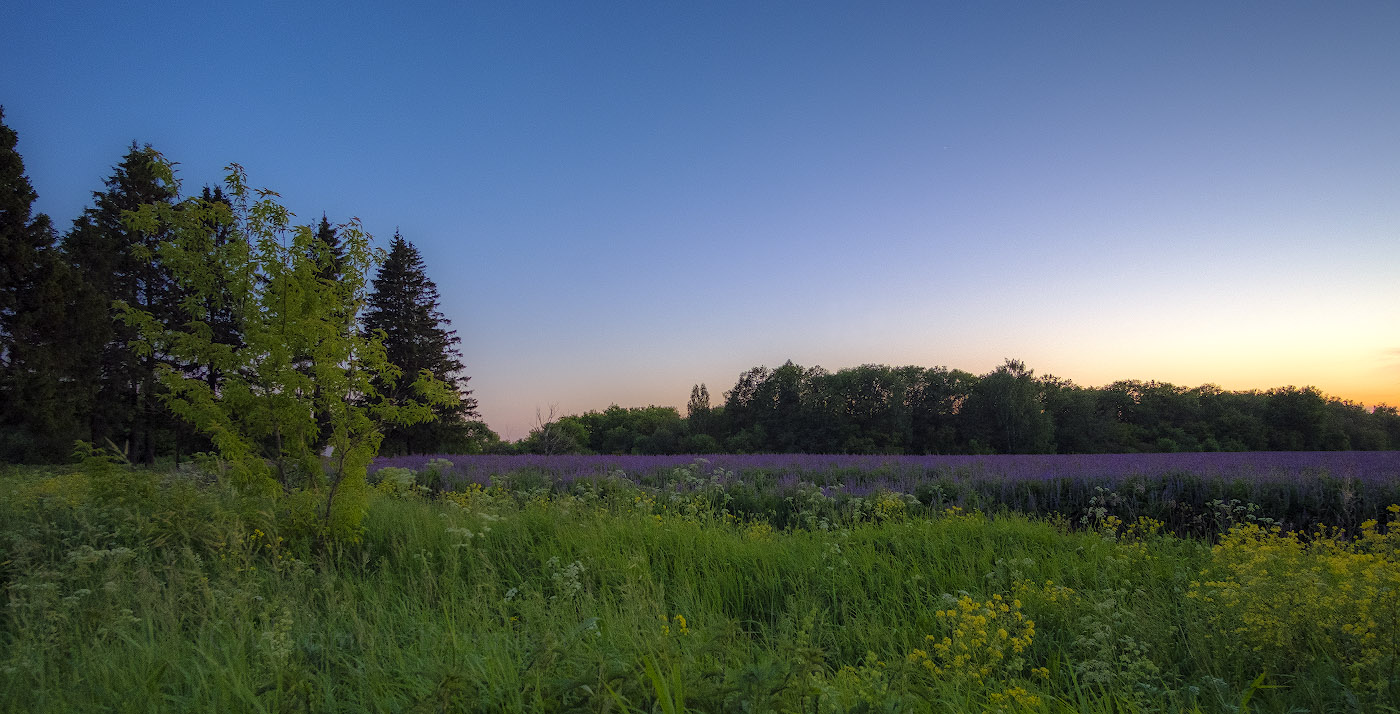 Поздний вечер в люпиновом поле..