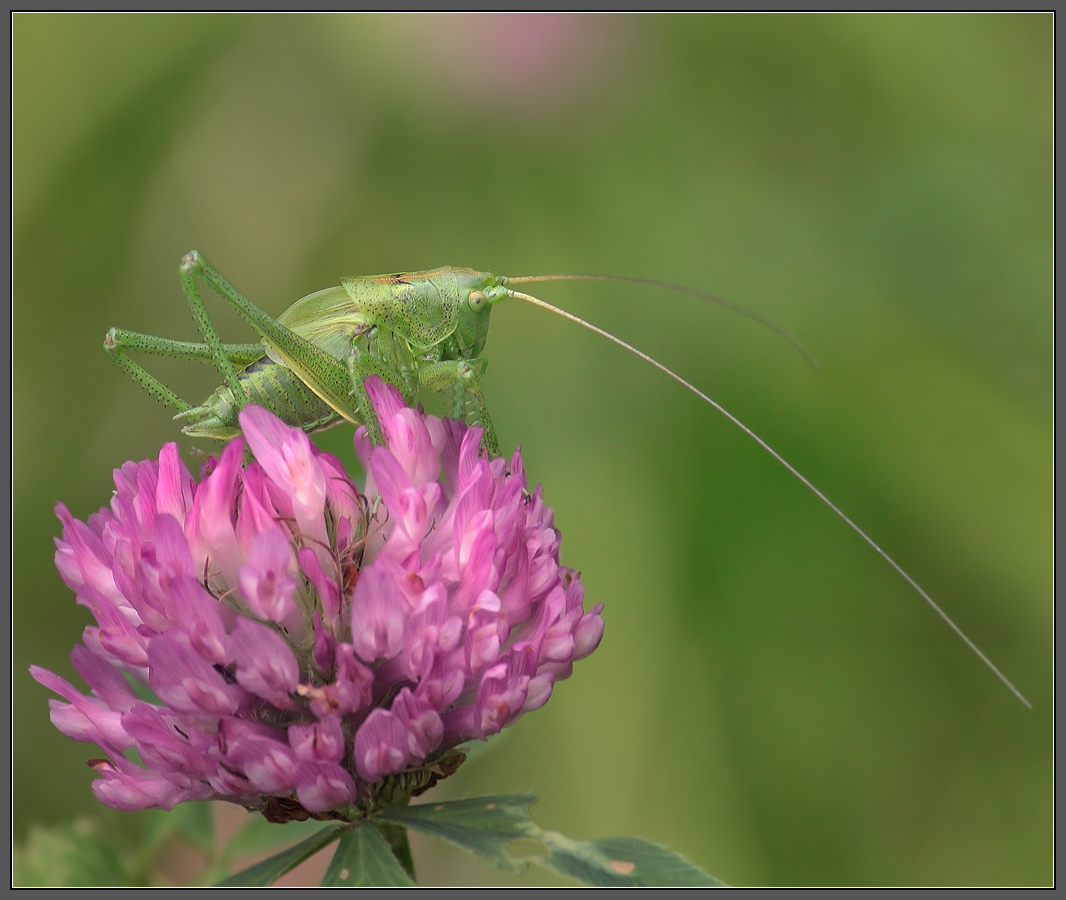 У него есть мысль. И он ее думает