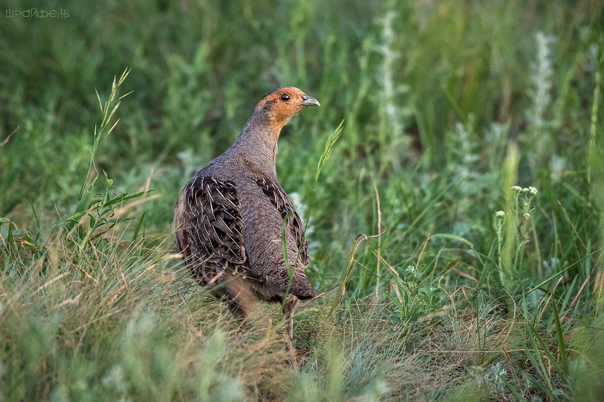 Серая куропатка