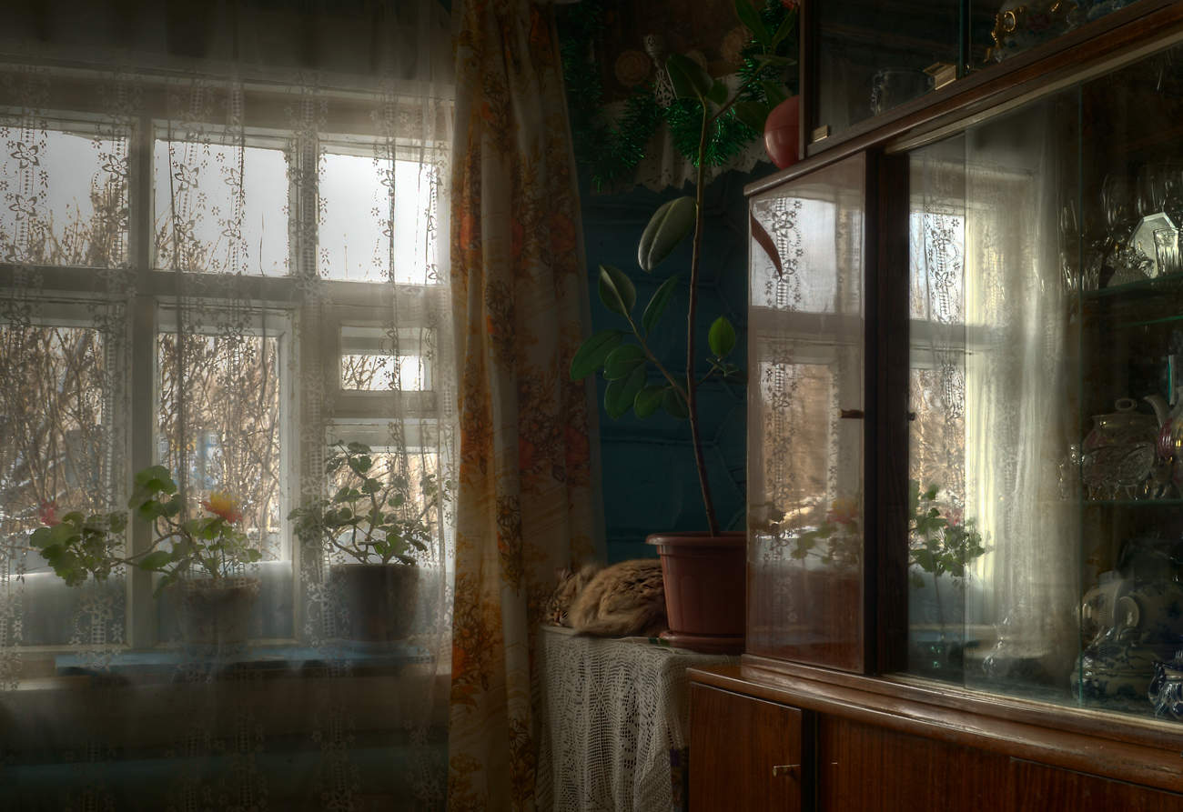 Про фикус и кошку