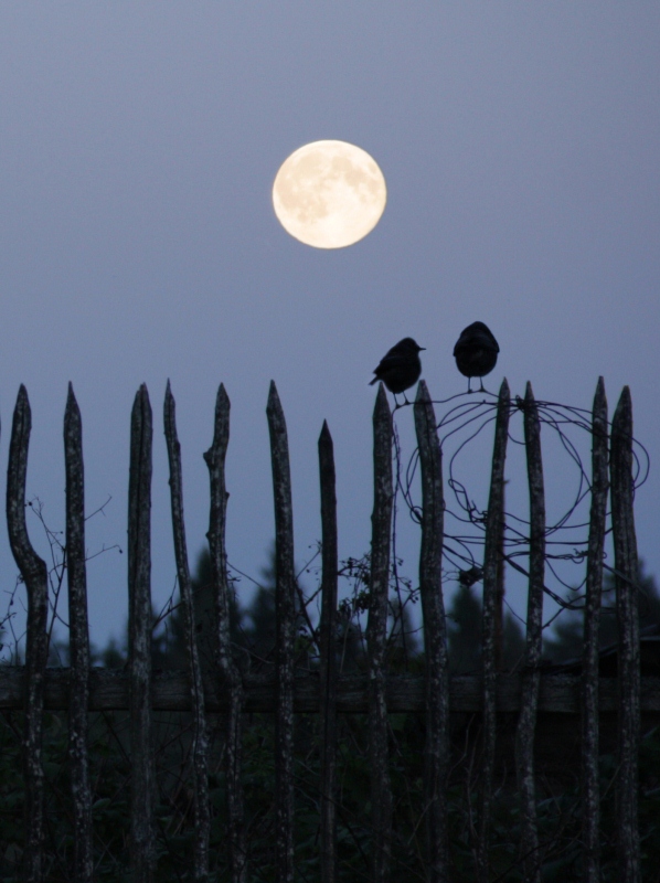 за околицей.