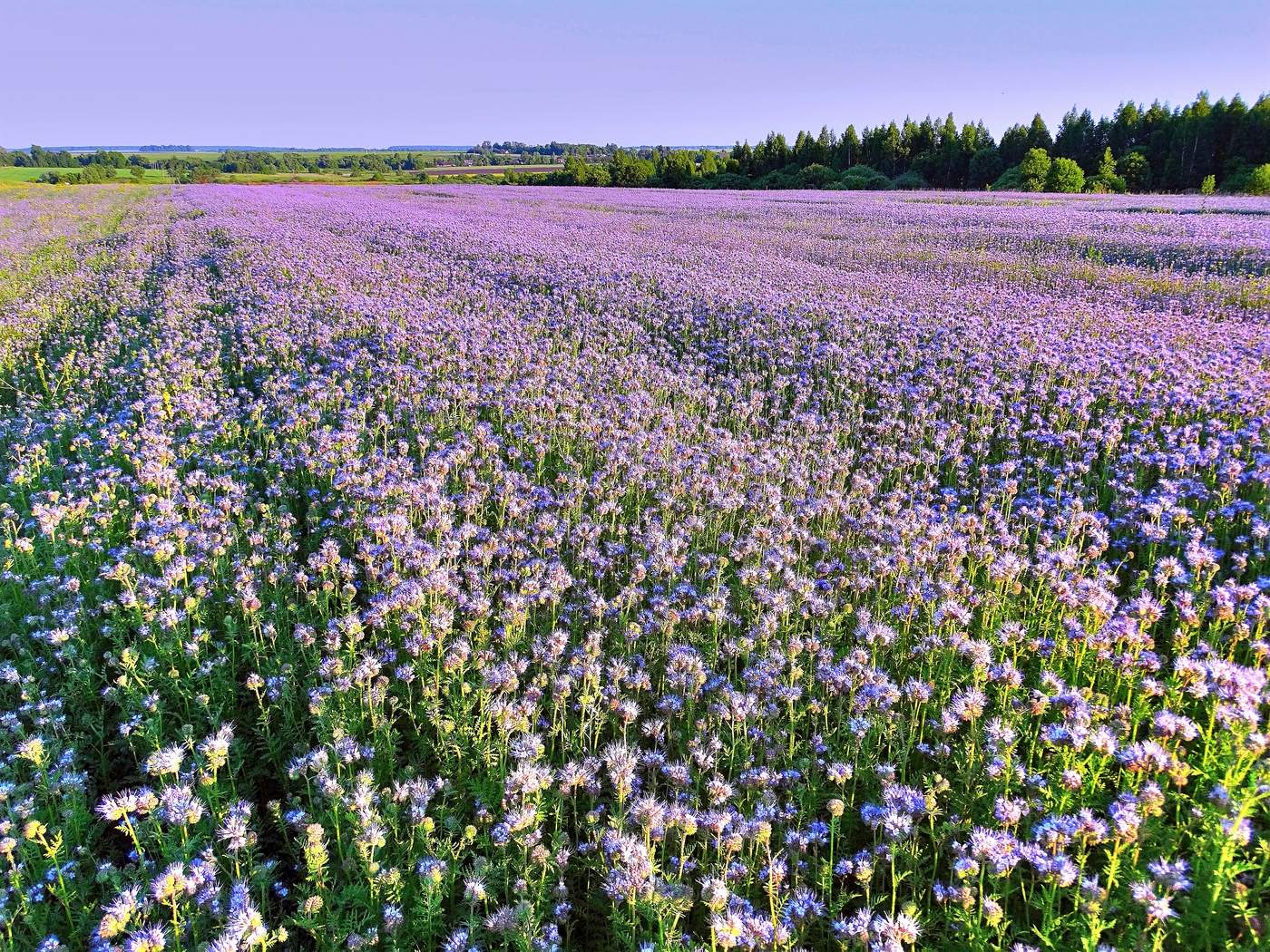 Поле фацелии