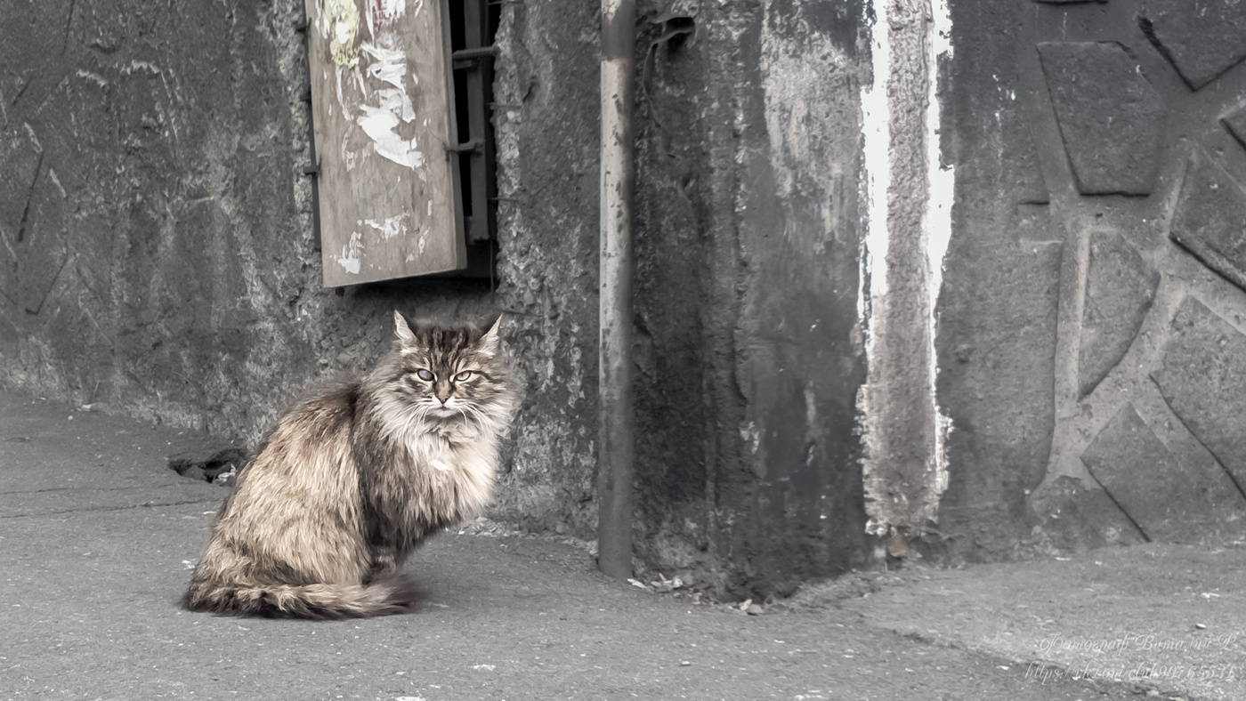 суровый кот