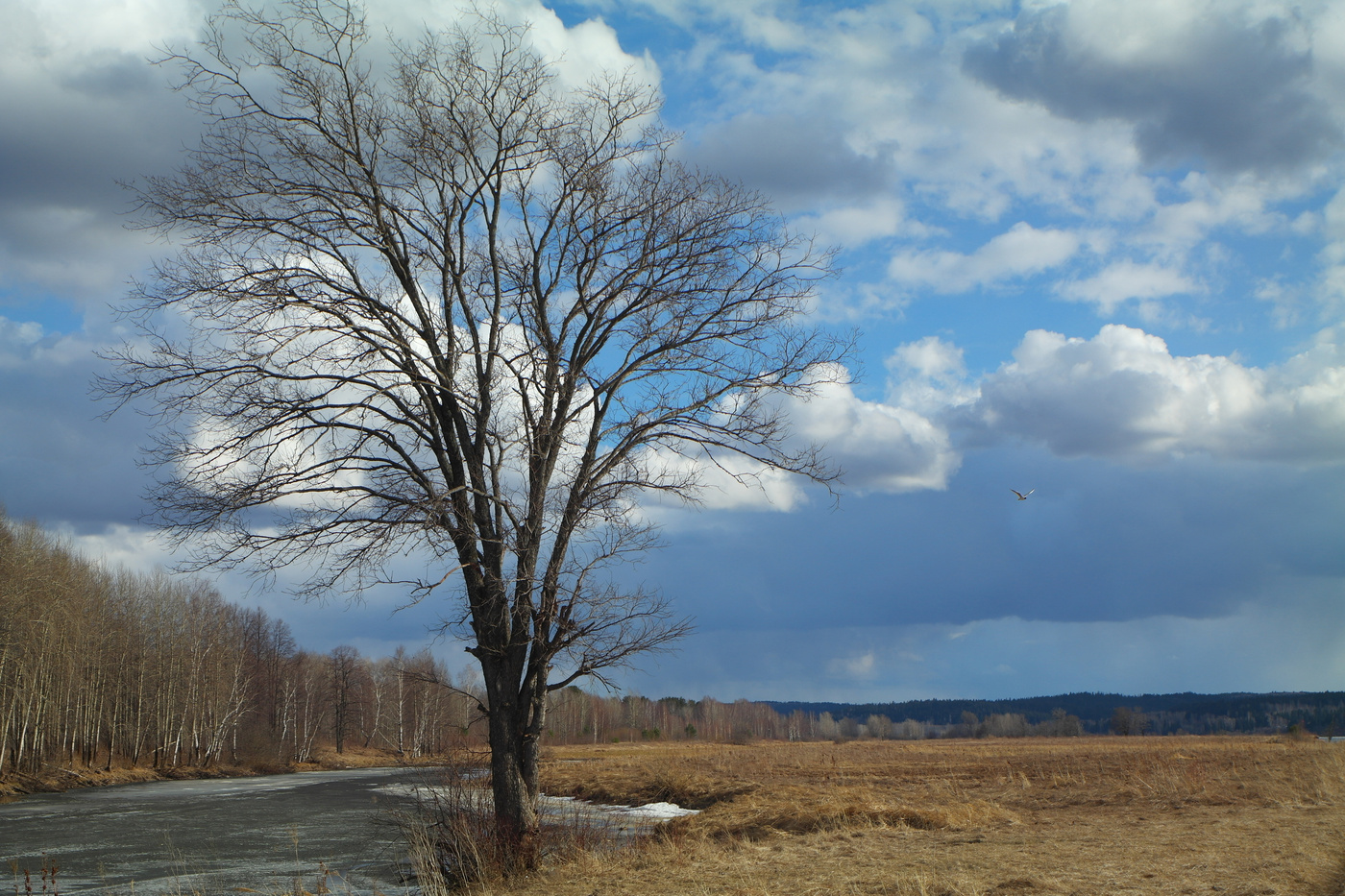 Пейзаж с чайкой.