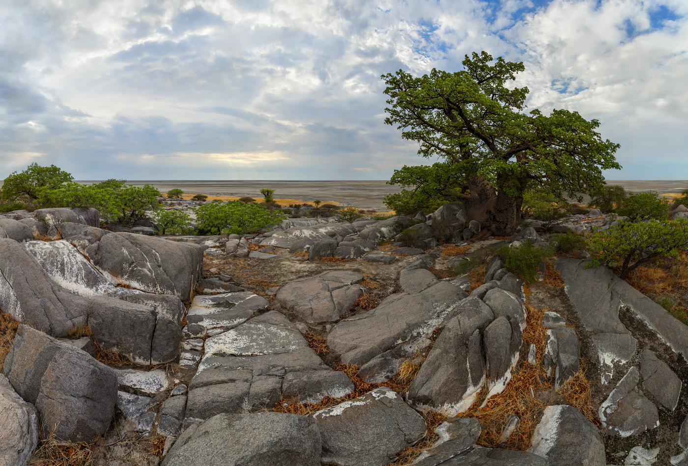 "Шаманское дерево"