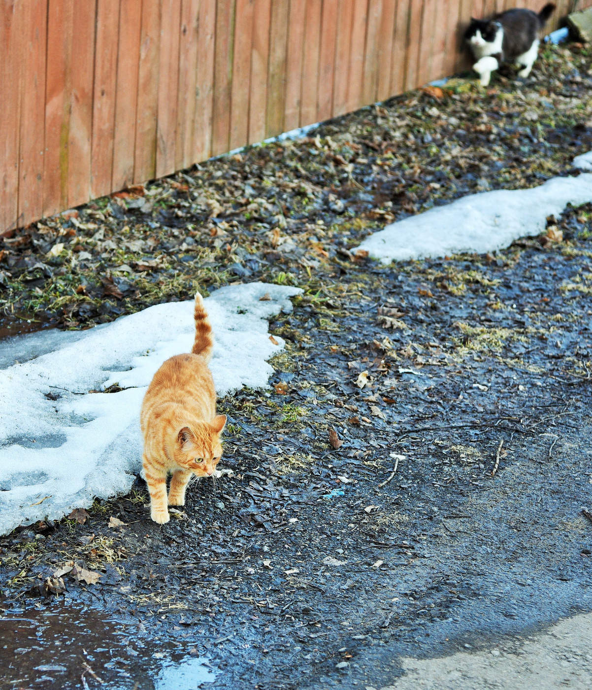 Мартовский этюд ...