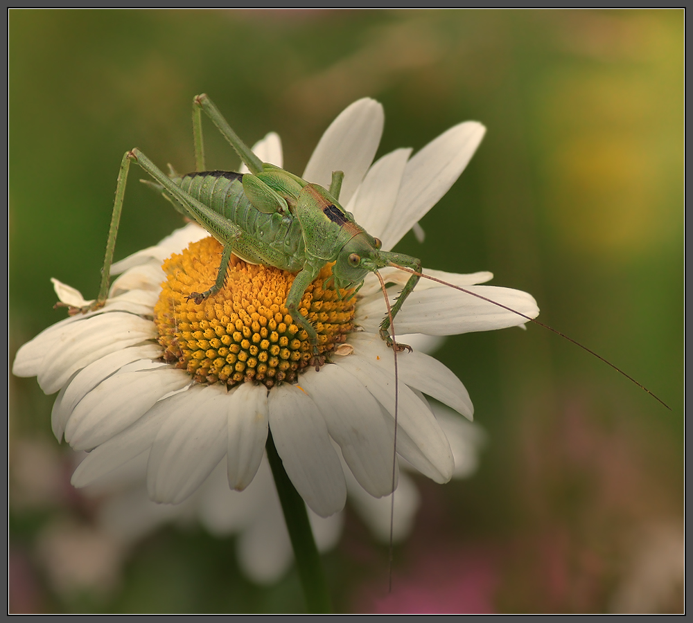Любит? Не любит?!