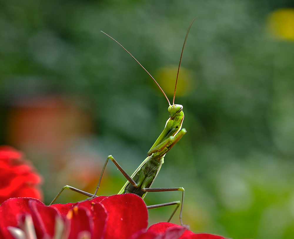 Стеснительный