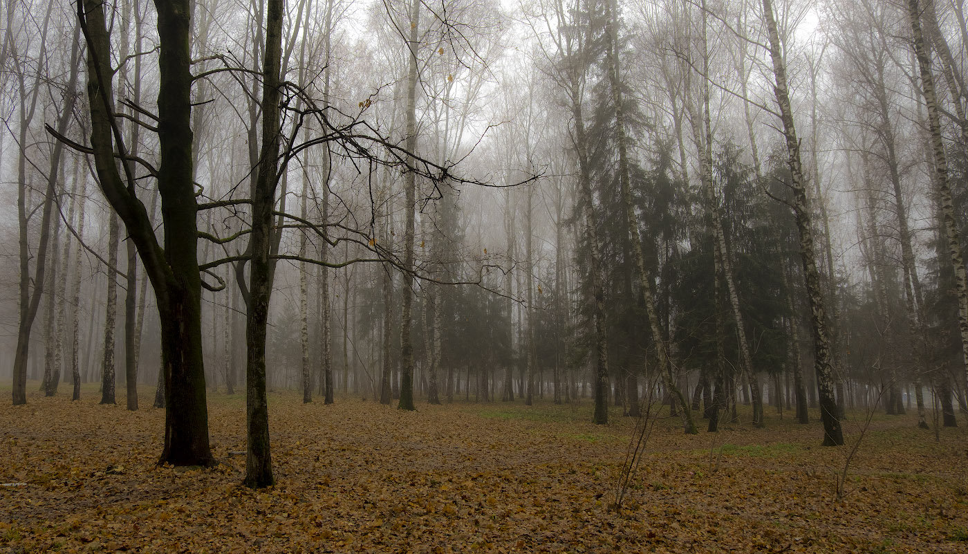 В плену тумана.