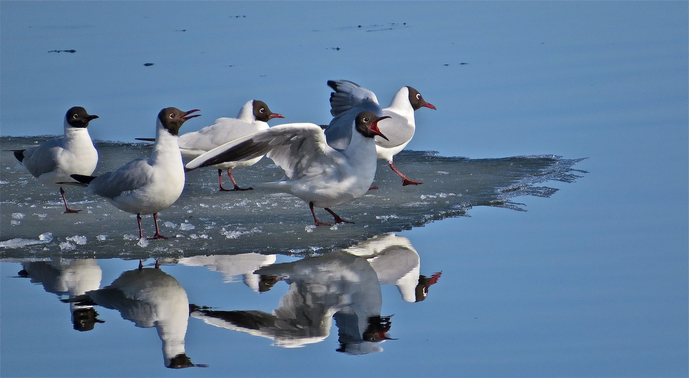 На дрейфующей льдинке...
