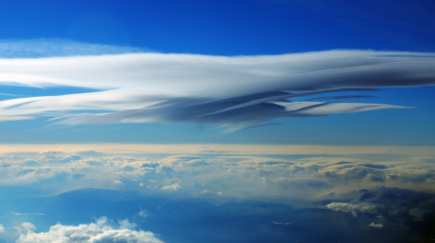 Белая птица