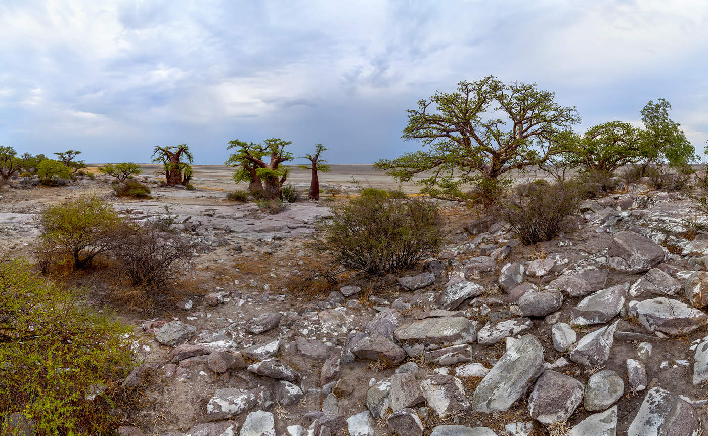 "Земля баобабов"