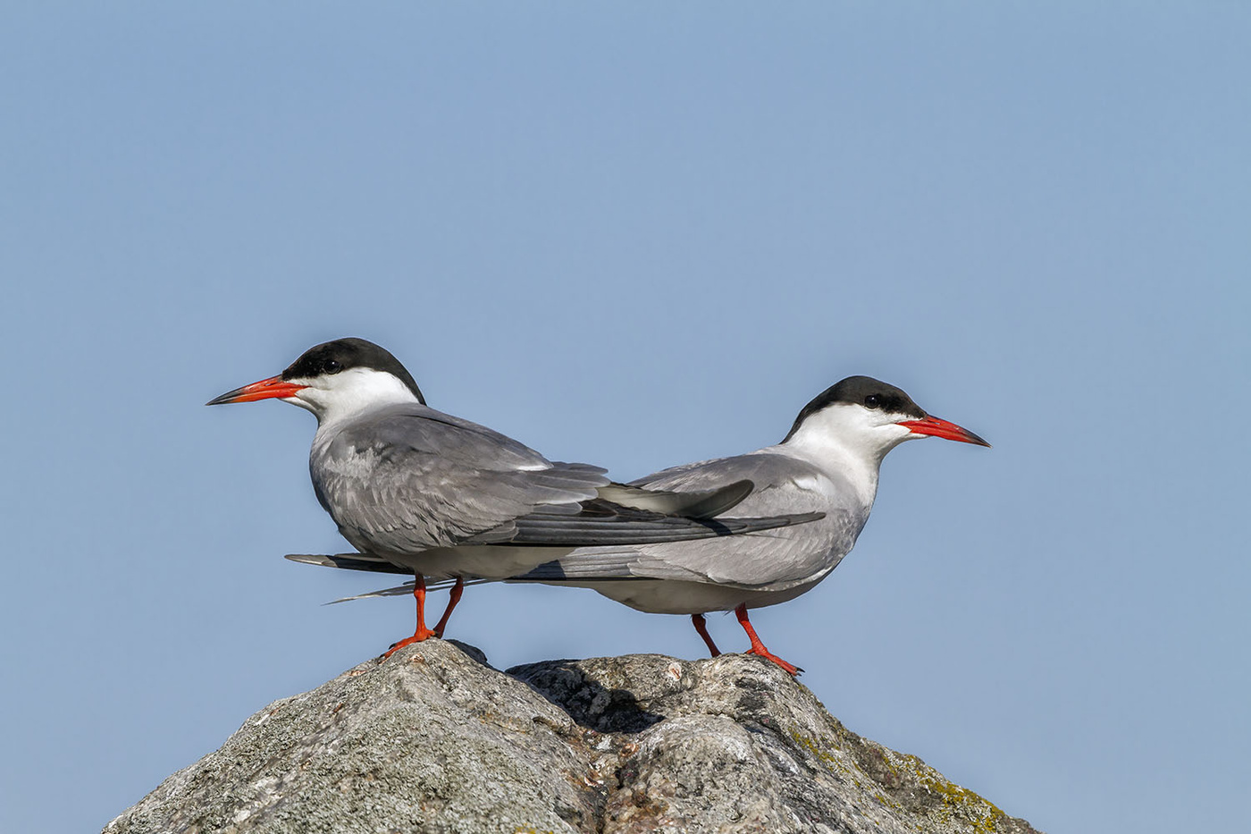 Круговая оборона..