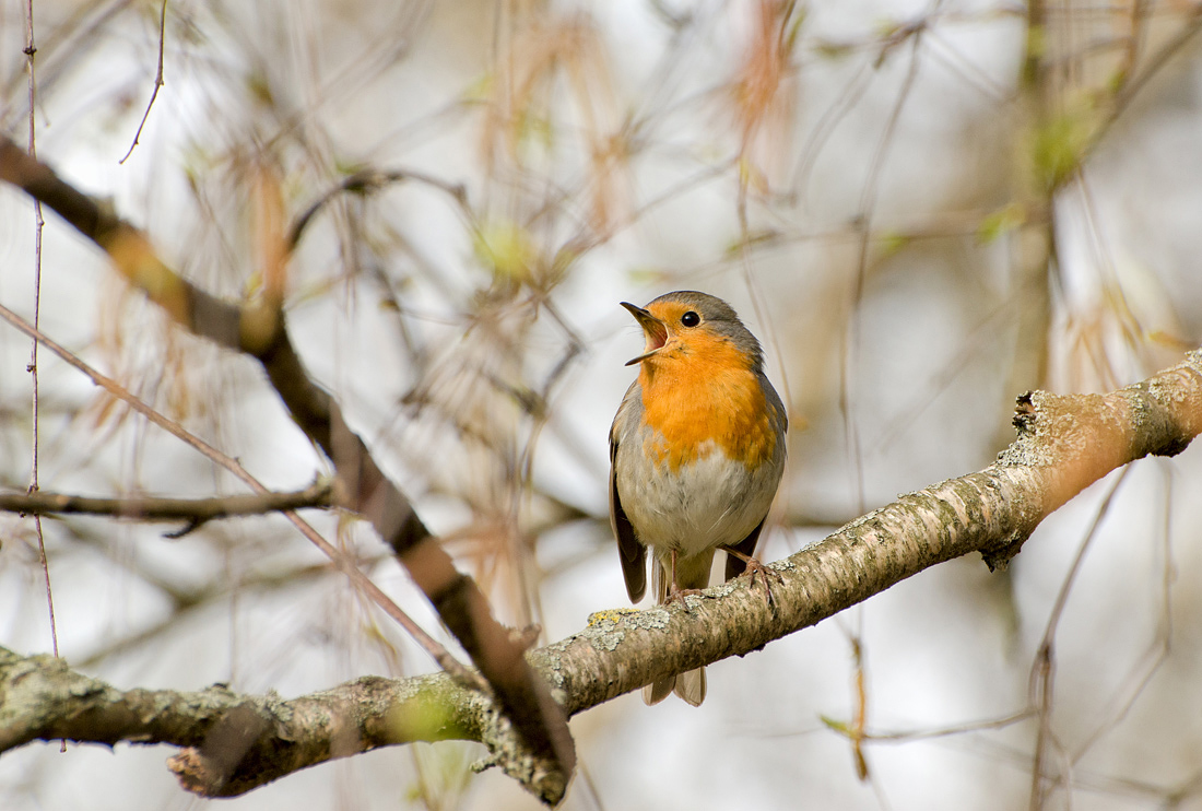 Певцы прилетели
