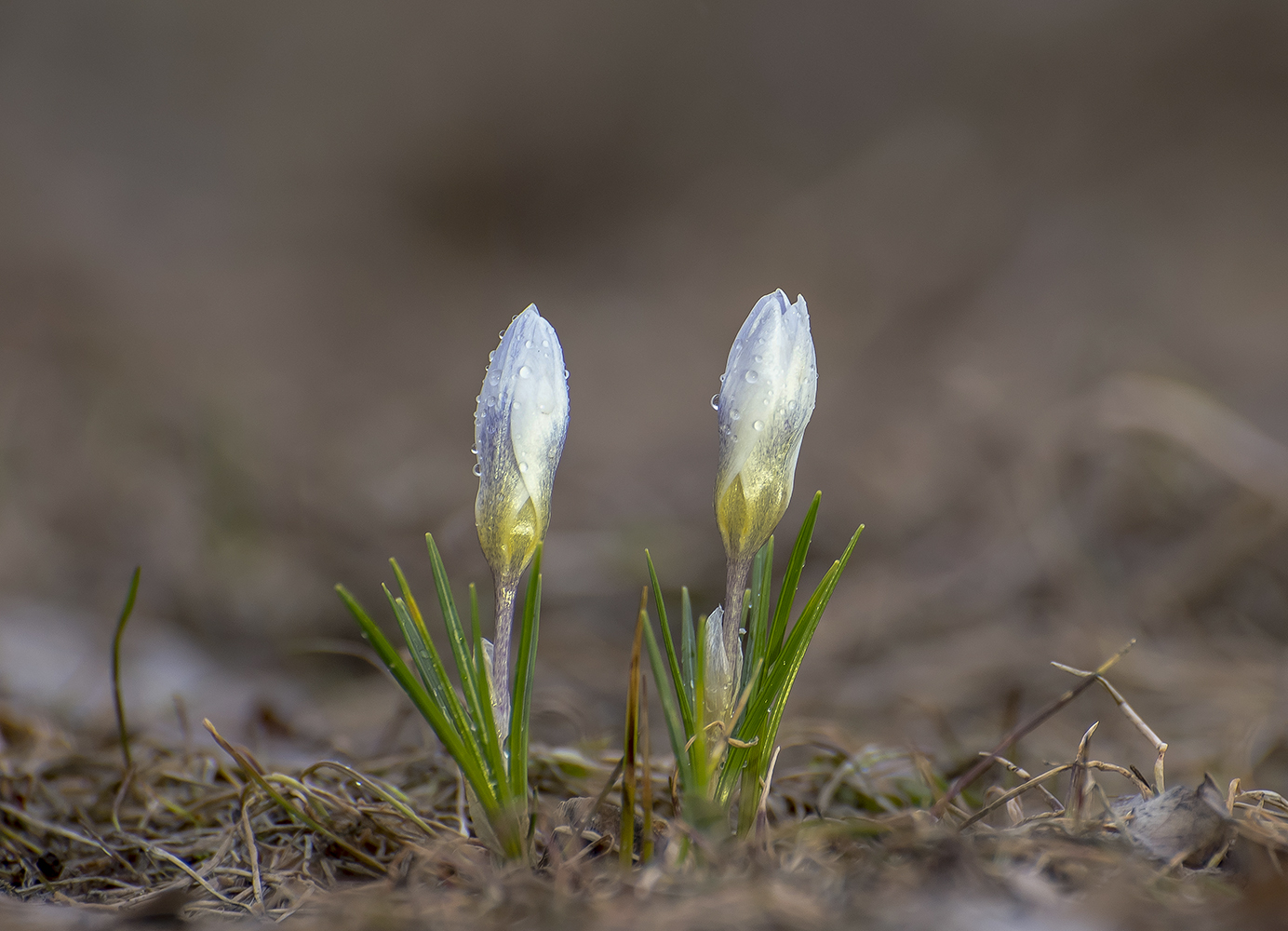 Весна пришла.