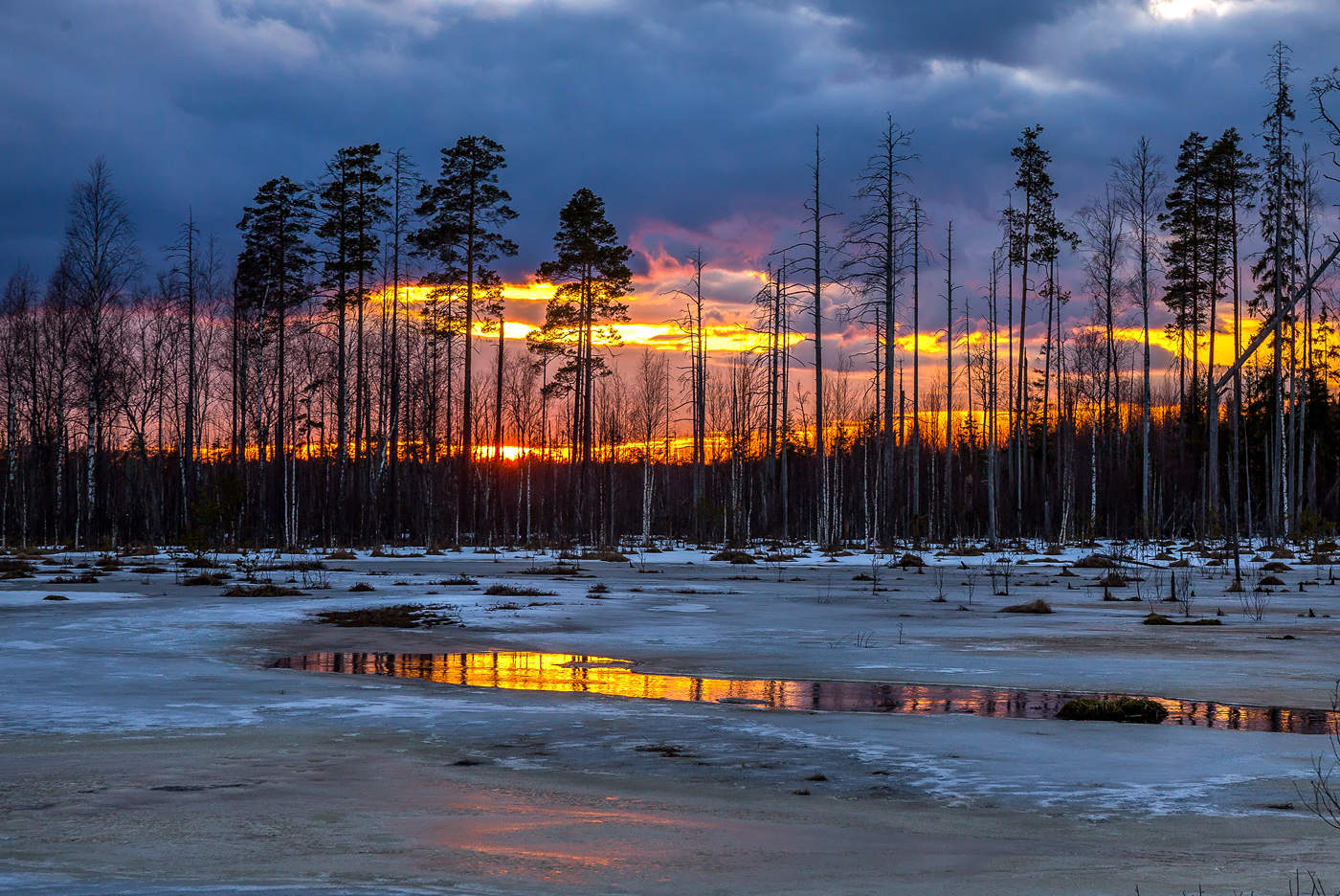 Сосны на краю болота.
