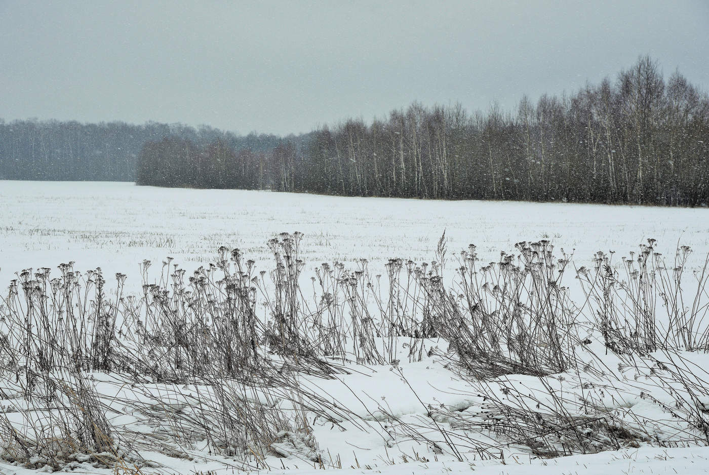 "Меня лизнувшая метель ..."