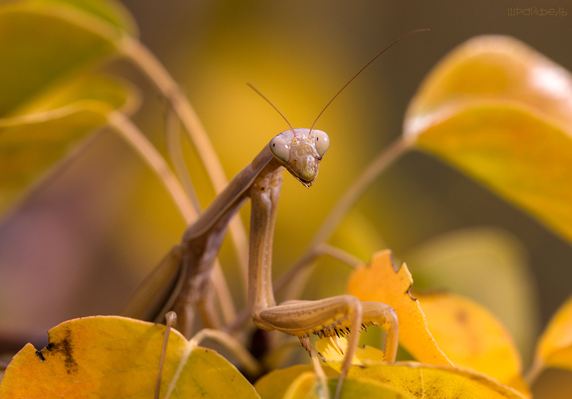 Застенчивый богомол в осенних тонах