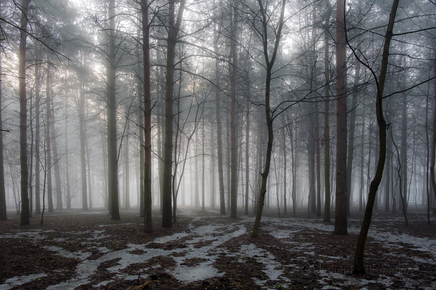 Весенний туман среди сосен....