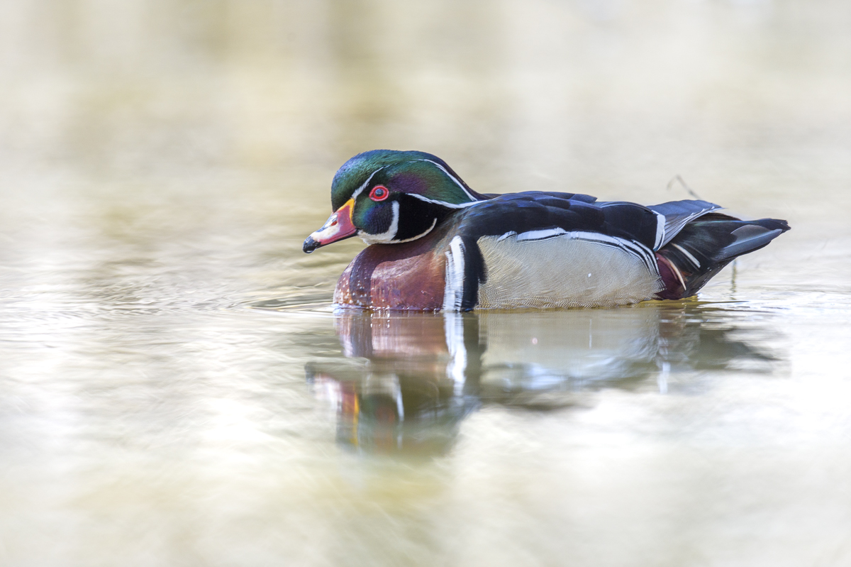 Wood Duck~Каролинская утка