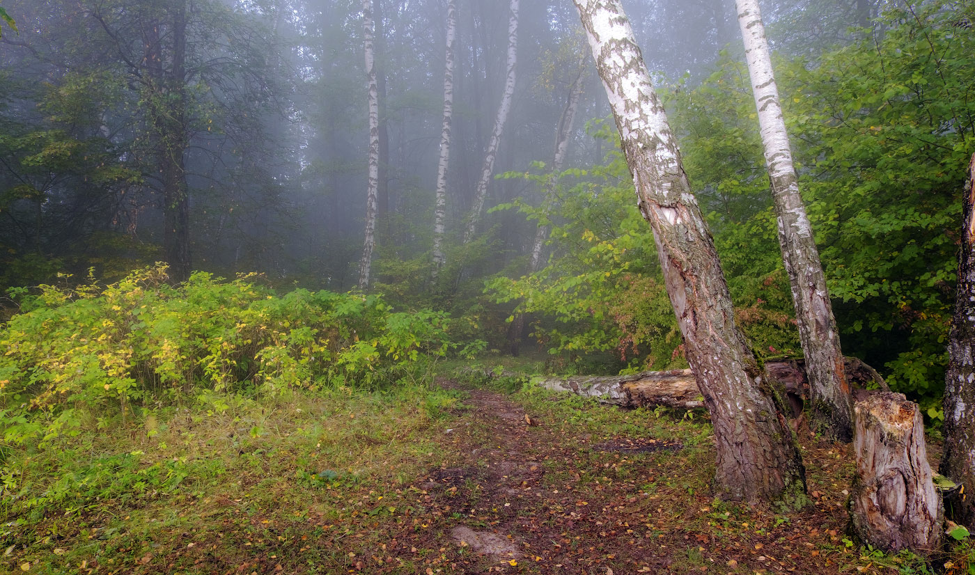 Туманная полянка.