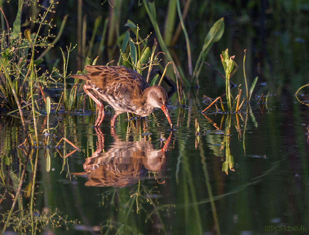 Водяной пастушок (Rallus aquaticus)