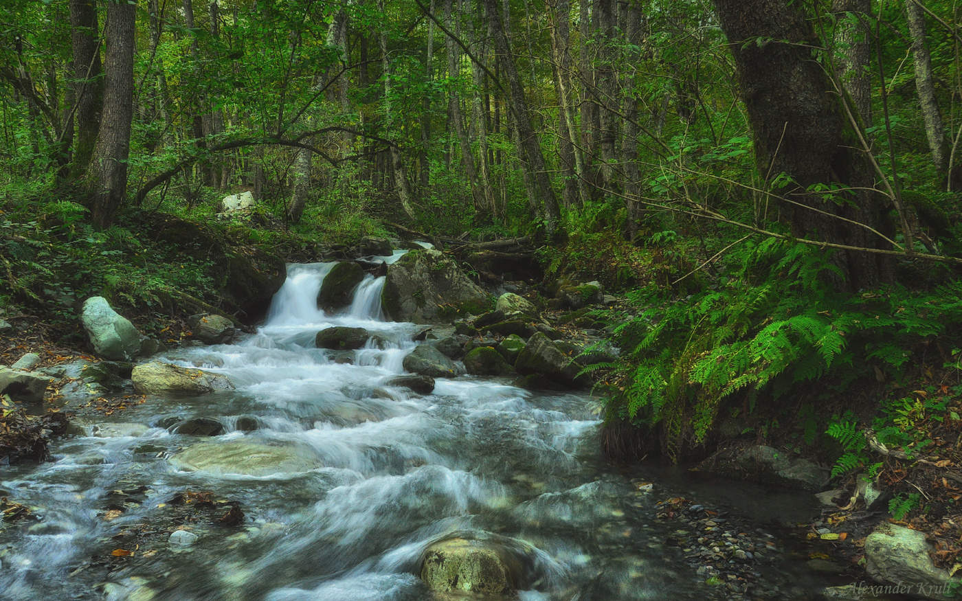 Как-то вечером в лесу...