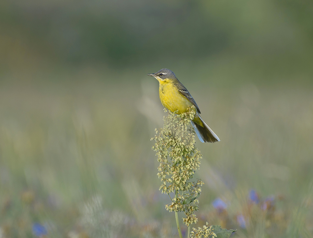 Летним днём.