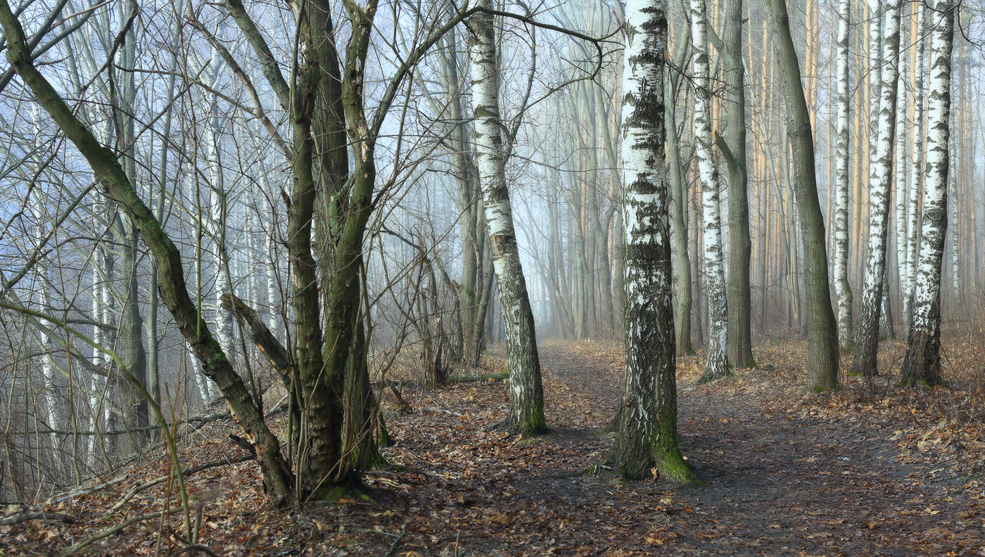 О прзрачности весеннего утра