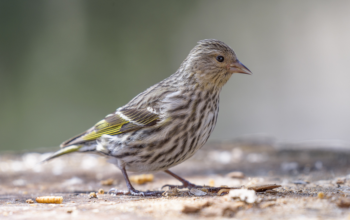 Pine Siskin ~ Сосновый Чиж