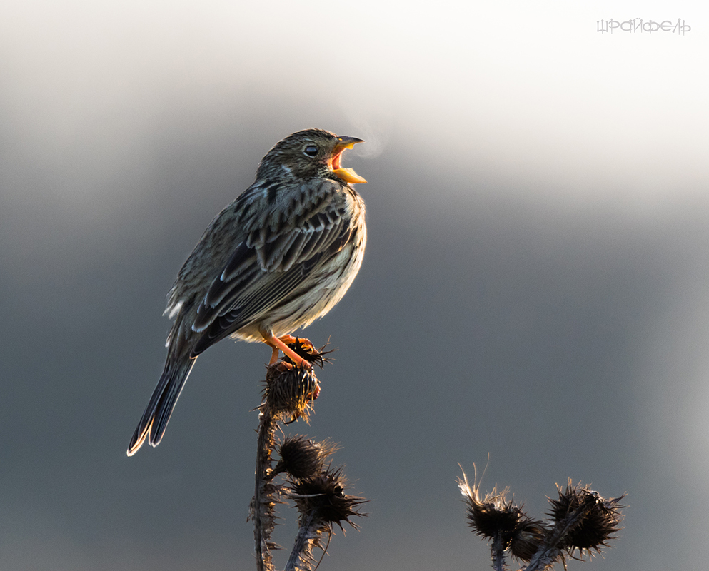 Парящая песенка