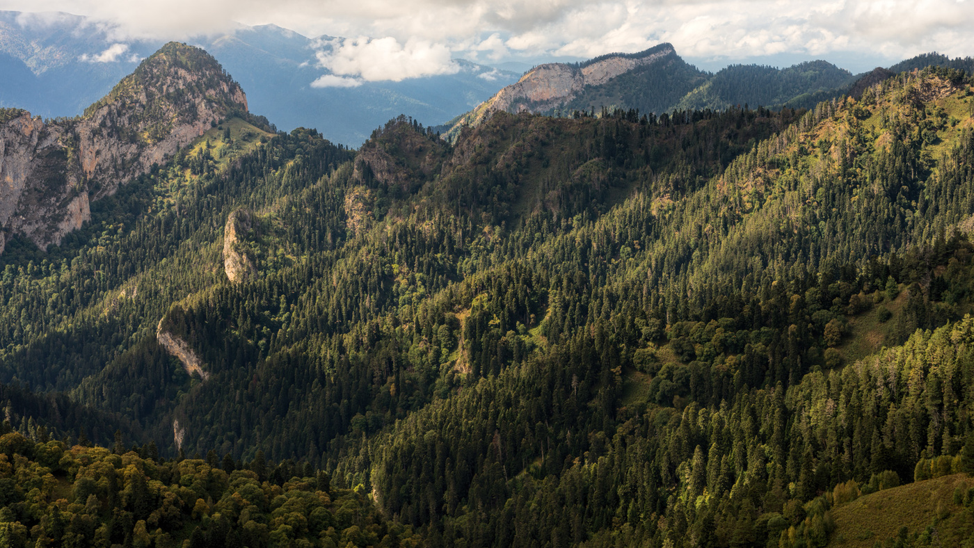 Воздух горных лесов