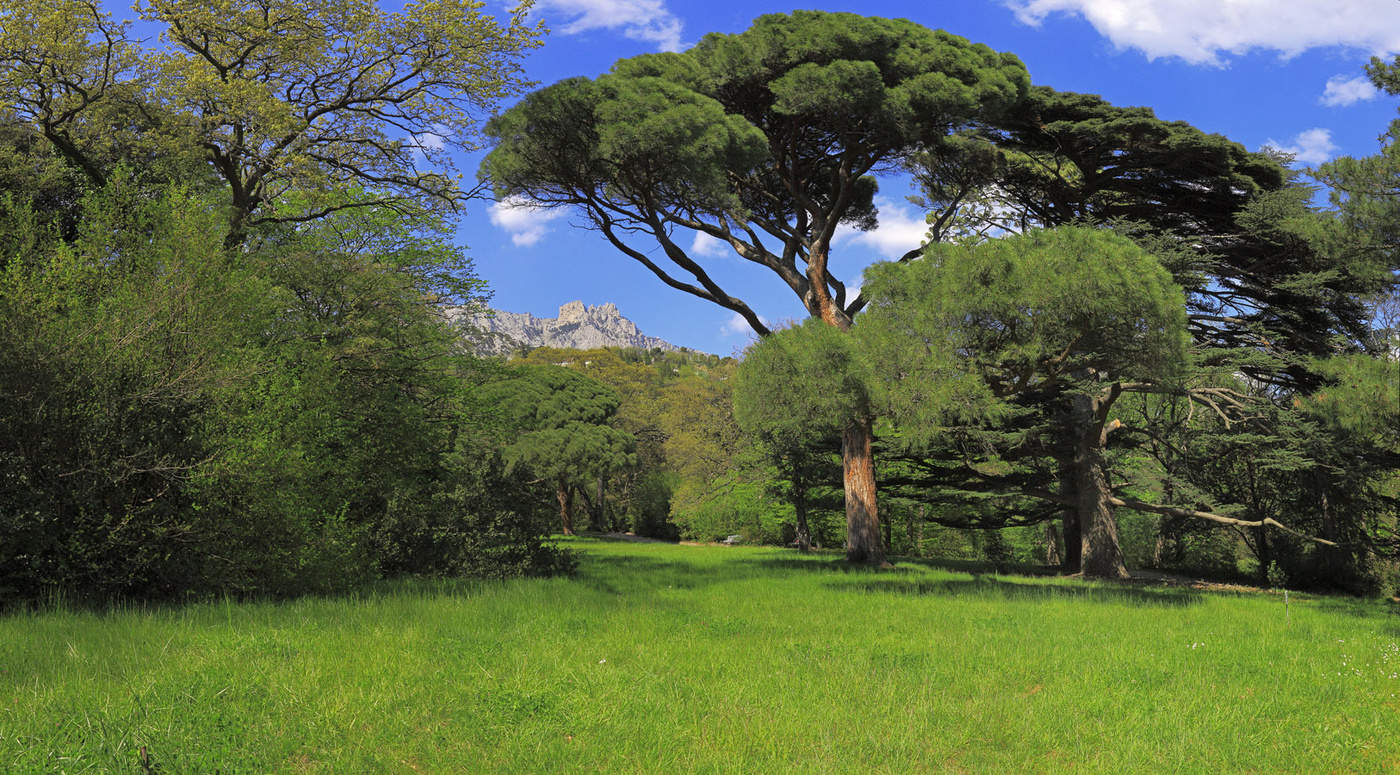 Воронцовский парк. Алупка