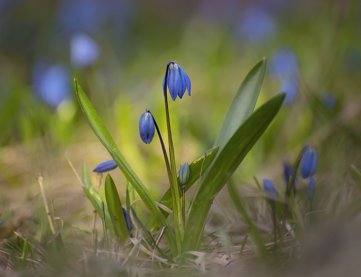 Весна пришла.