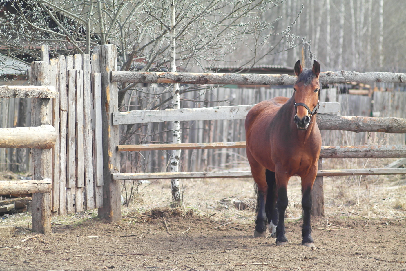 Апрельские этюды.