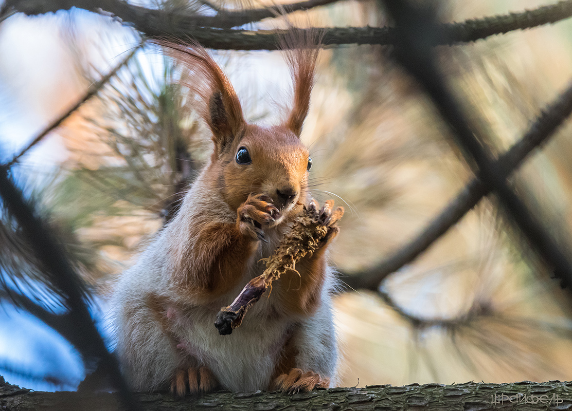 Тссс, мужик... не щелкай, белку спугнешь