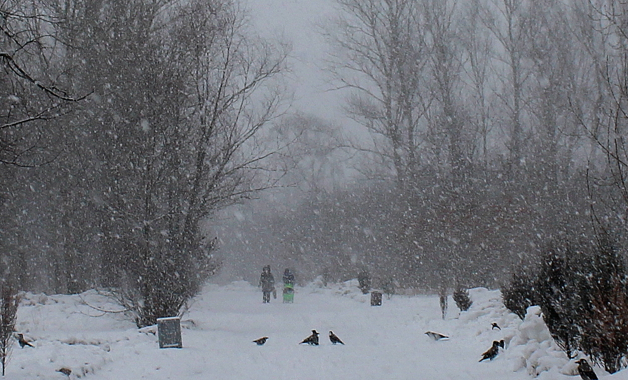 Снежный день