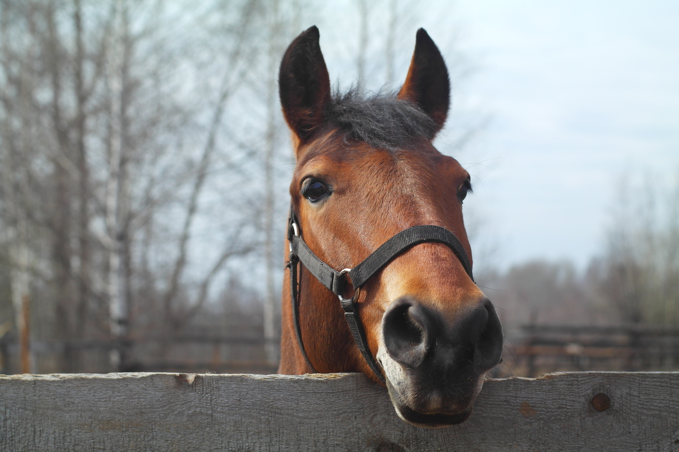 Слушаю вас внимательно.