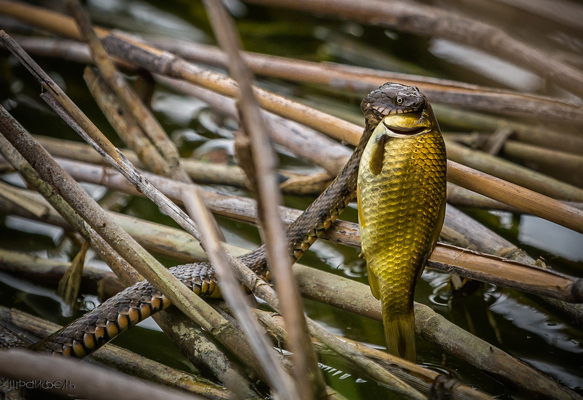 Ужин для ужа
