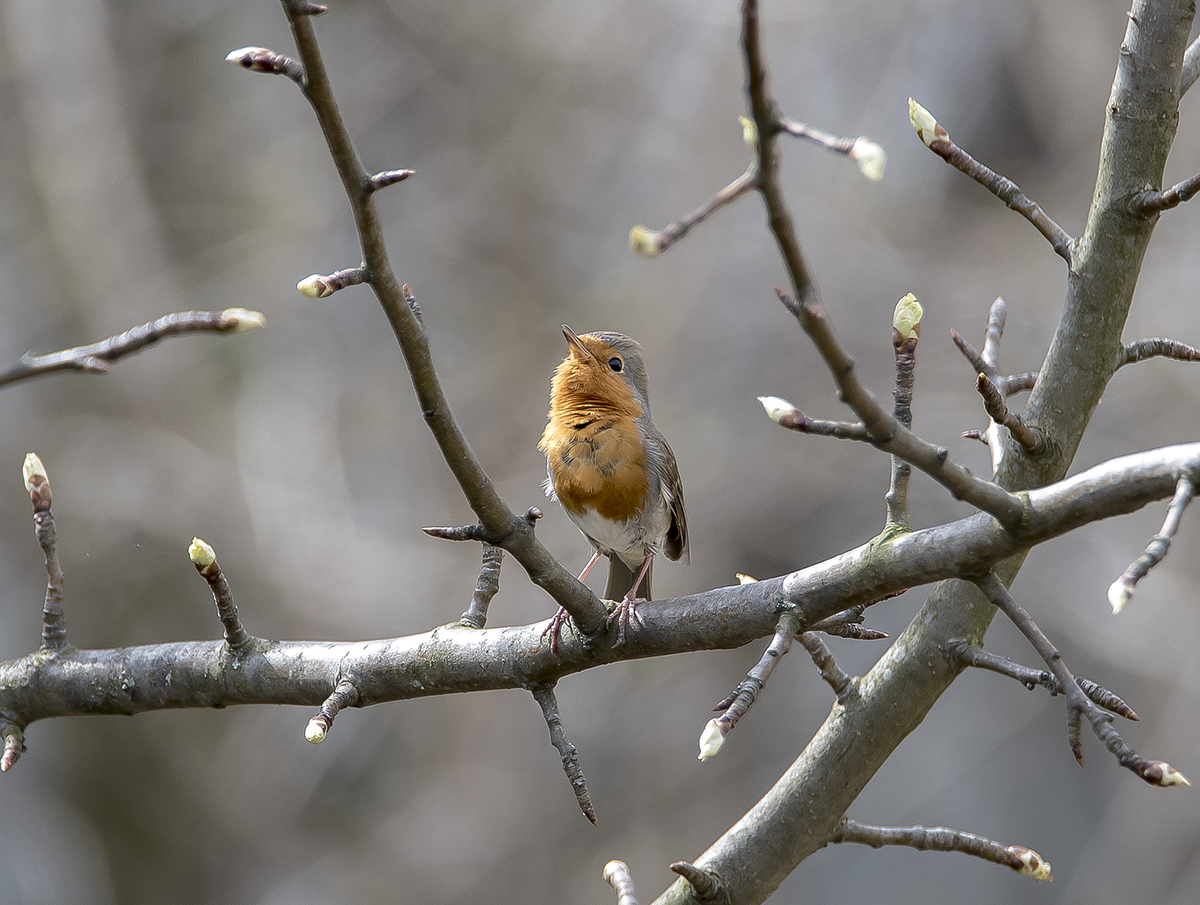 Весенняя песня