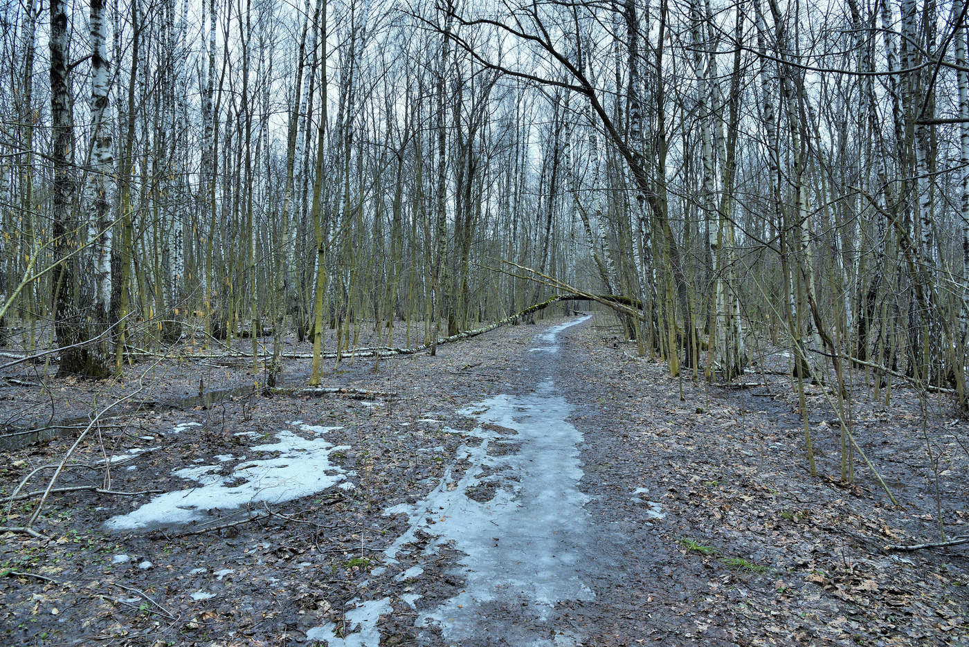 "Еще леса стоят в дремоте..."