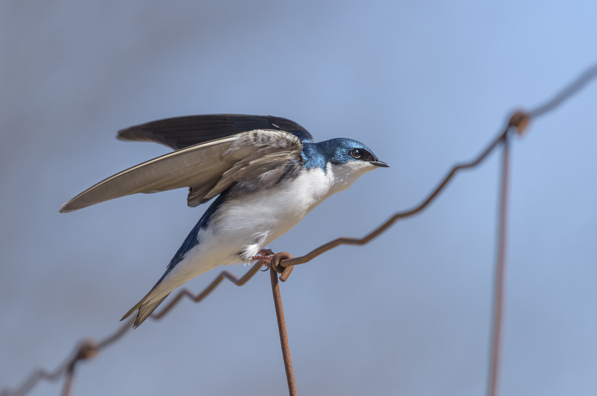 Древесная американская ласточка