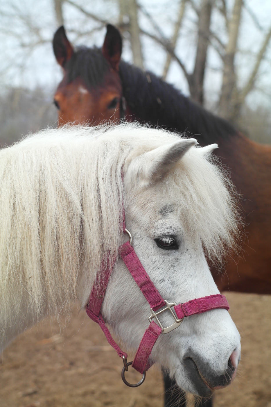 Любовь к лошадям.
