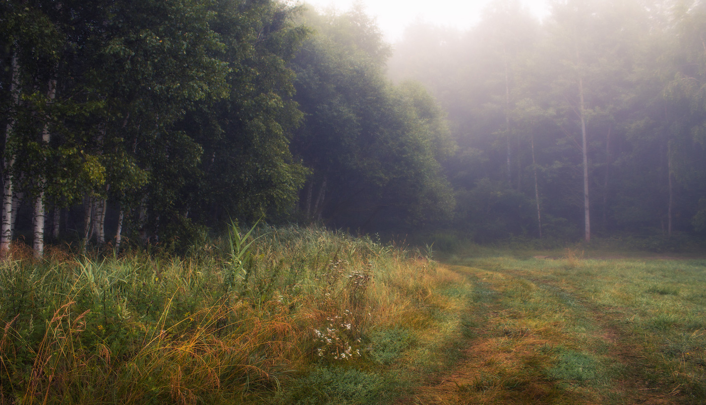 Утро лесное