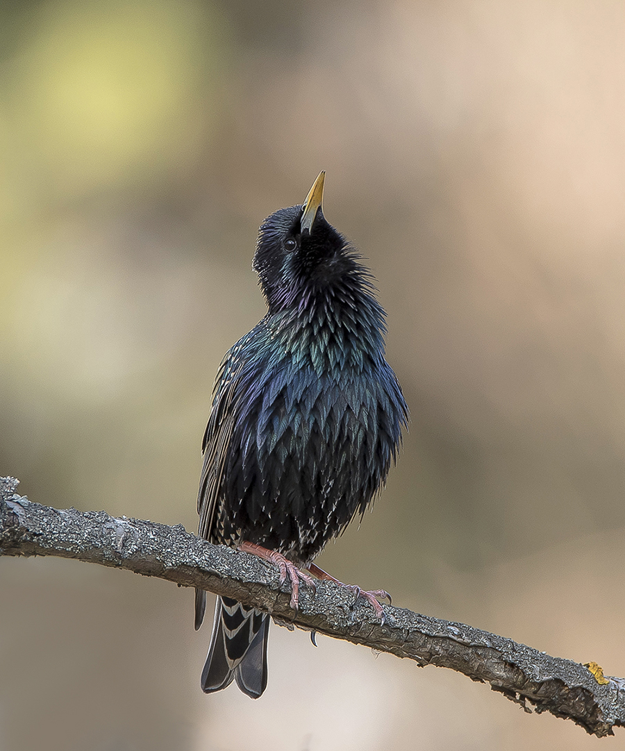 Воображала