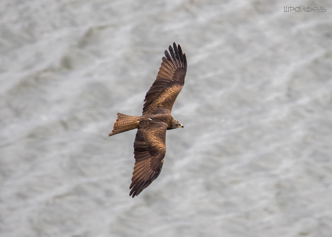 Черный коршун над волнами