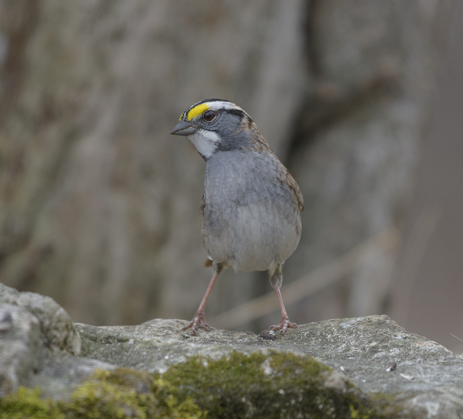 Золотоголовый королёк
